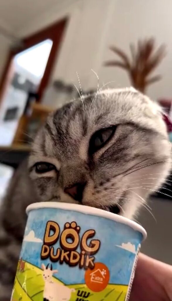 แมวกินไอติมได้ไหม