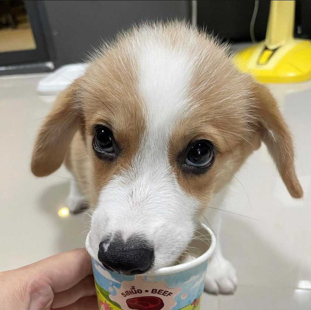 ไอติมสุนัข DOG DUK DIK