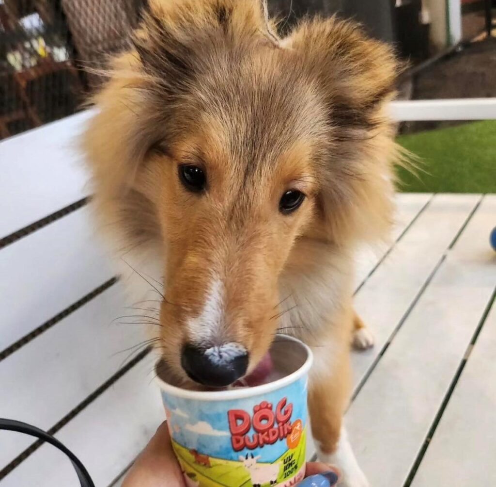 ไอติมสุนัข DOG DUK DIK