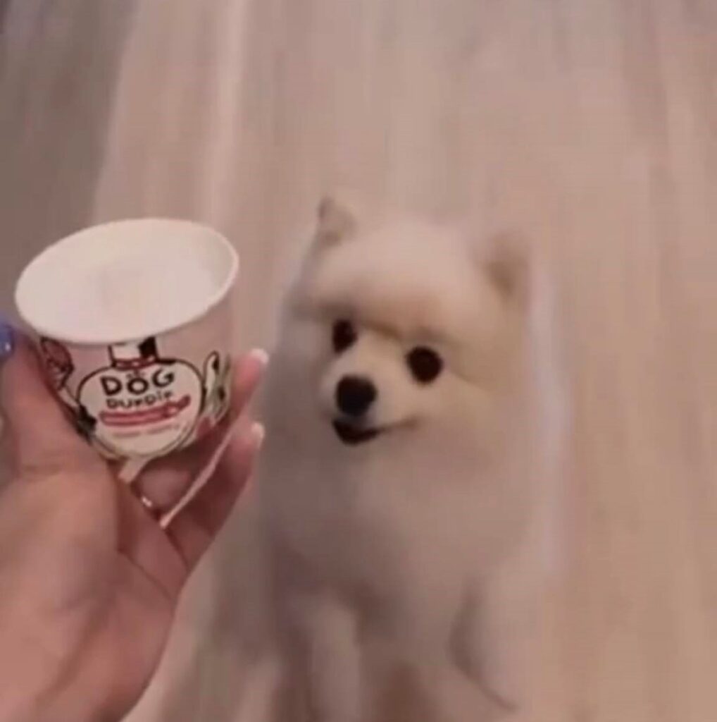 ไอติมสุนัข DOG DUK DIK