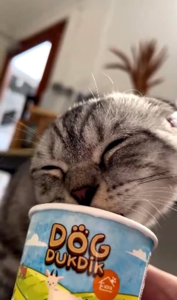แมวกินไอติมได้ไหม
